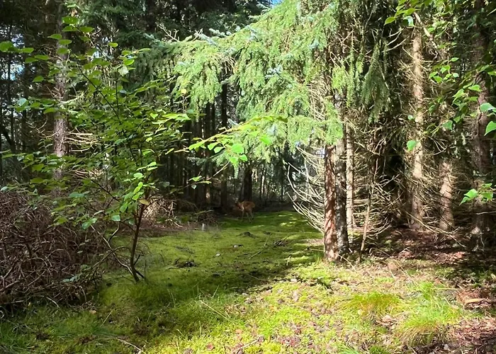 70s Wooden House On Large Natural Plot * Højby
